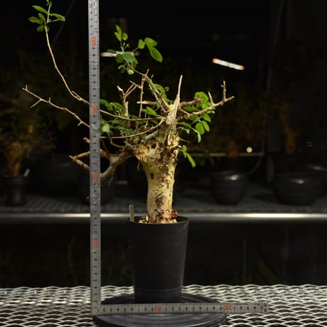 Commiphora holtziana コミフォラ ホルトジアナ 発根済現地株 H7