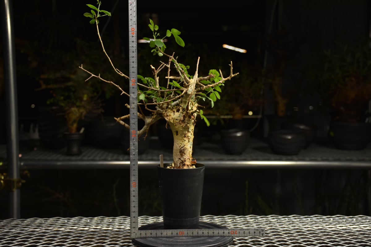 Commiphora holtziana コミフォラ ホルトジアナ 発根済現地株 H7