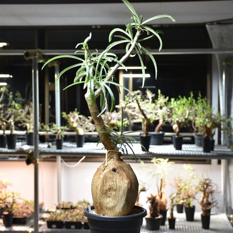 Adenium Somalense アデニウム ソマレンセ 発根済現地株 #1