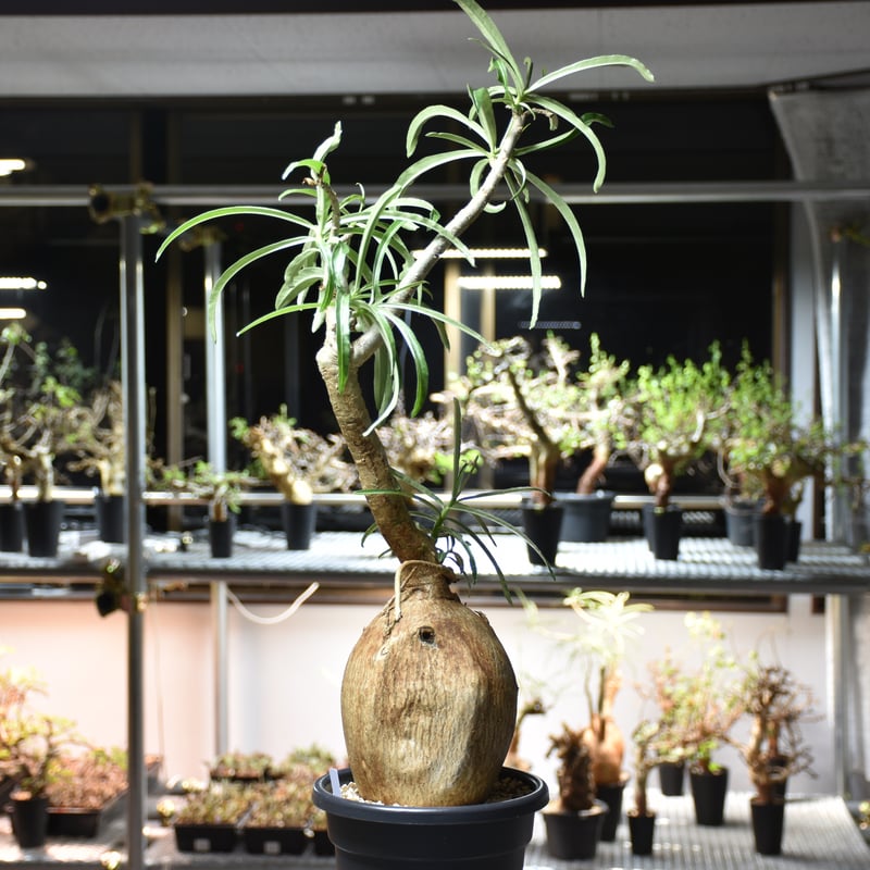 大株　発根済み　アデニウム　ソマレンセ　現地株　現地球 アデニウム ソマレンセ 【大株】（発根済み）RF22727 | RAFLUM