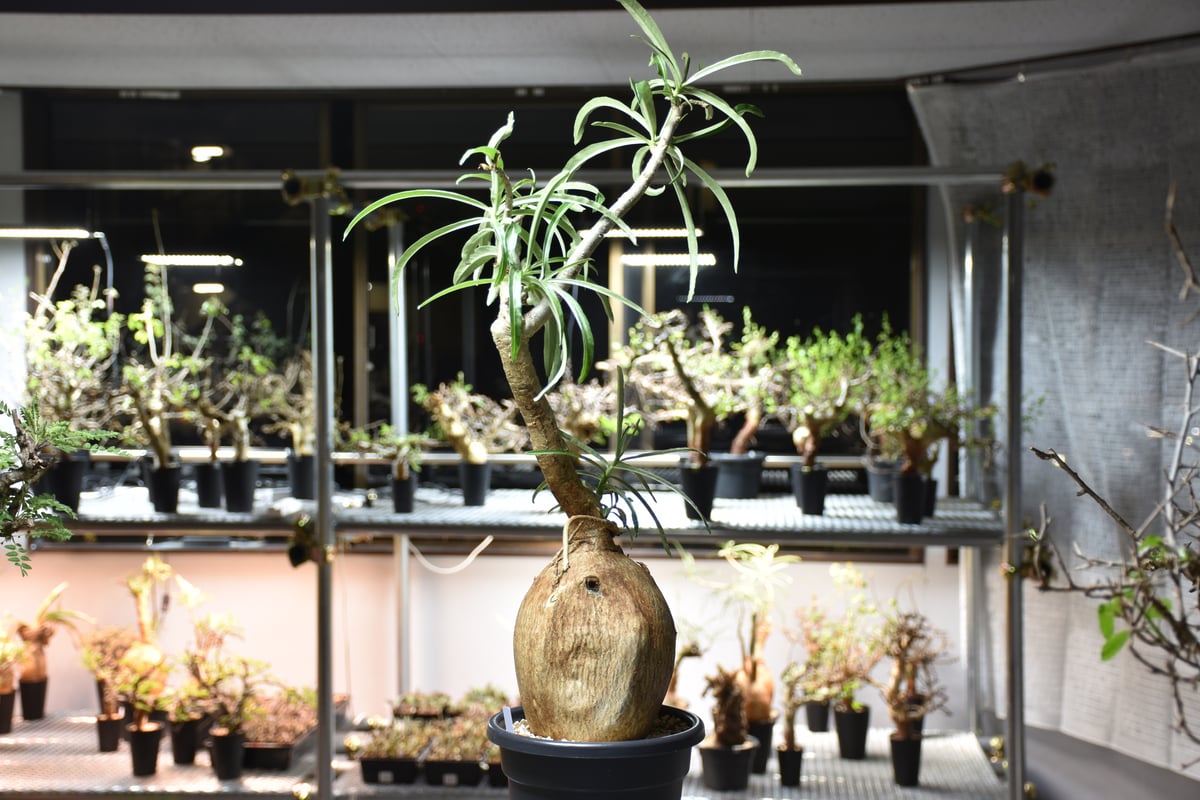 ○【本日特価】現地球 大株 赤肌 アデニウム ソマレンセ s9661v_1.jpg