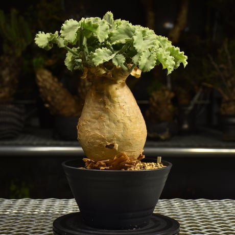Cyphostemma uter var. macropus　キフォステンマ ウター マクロプス 発根済現地株 I55