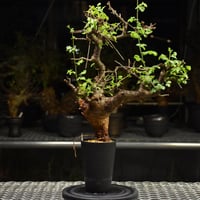 Commiphora Boranensis　コミフォラ ボラネンシス　発根済現地株 F26