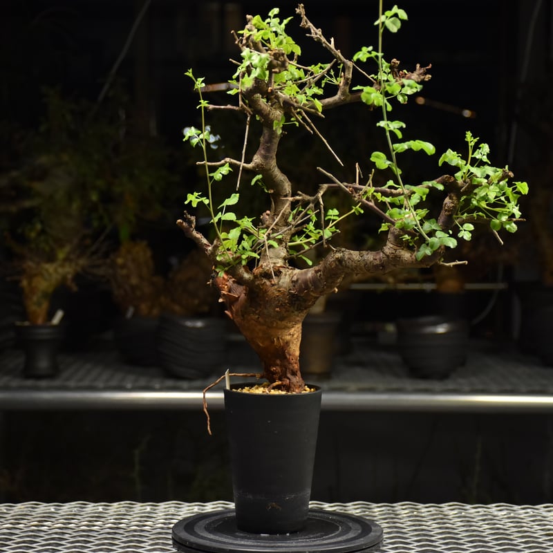 Commiphora Boranensis コミフォラ ボラネンシス 発根済現地株