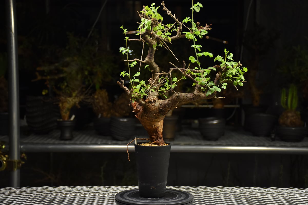 Commiphora Boranensis コミフォラ ボラネンシス 発根済現地株 F26 |