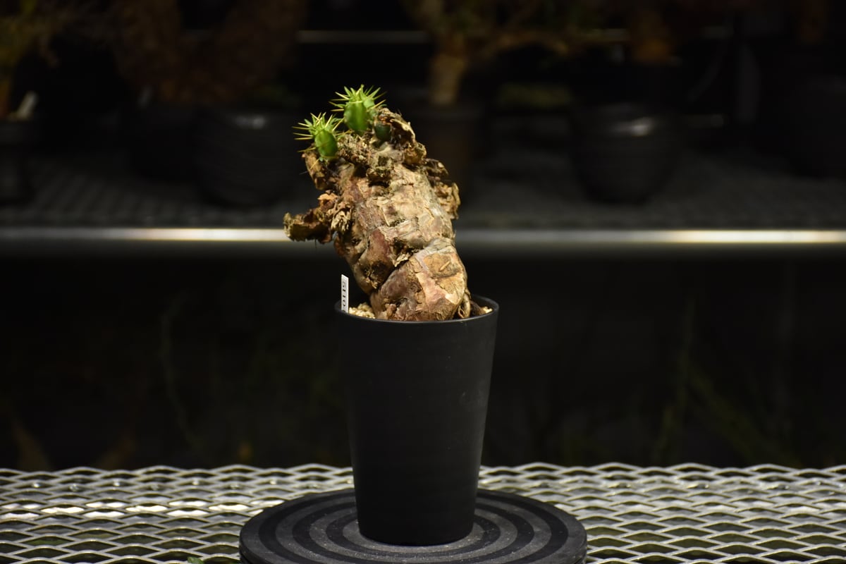 Euphorbia mlanjeana ユーフォルビア ムランジーナ 発根済現地株 I38 |