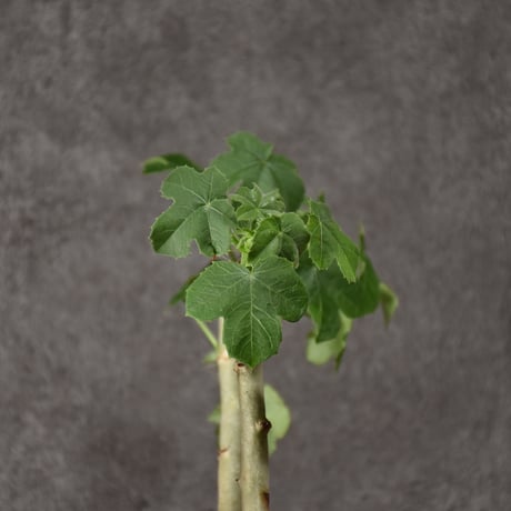 Jatropha spicata ヤトロファ スピカータ 発根済現地株 #1