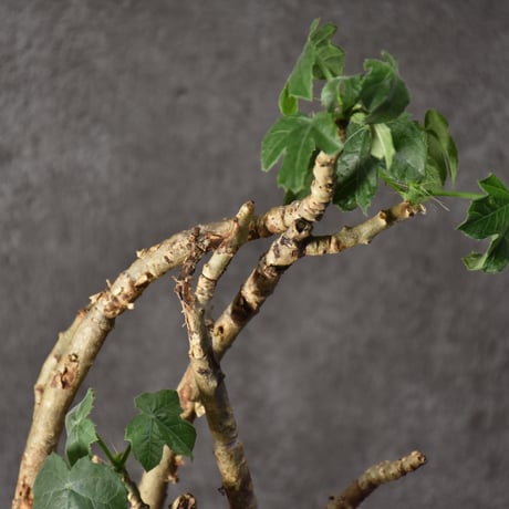Jatropha spicata ヤトロファ スピカータ 発根済現地株 #4