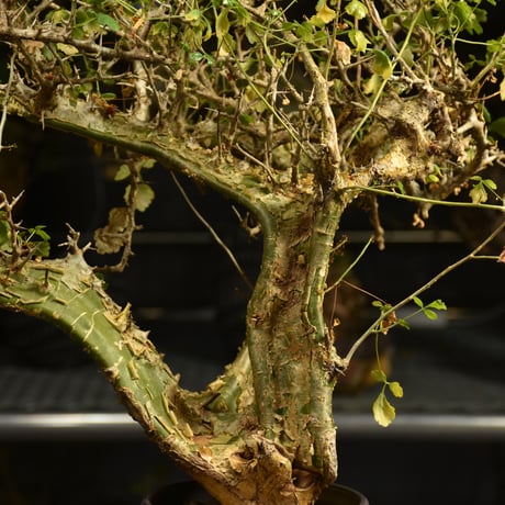 Commiphora campestris コミフォラ カンペストリス 発根済現地株 A11