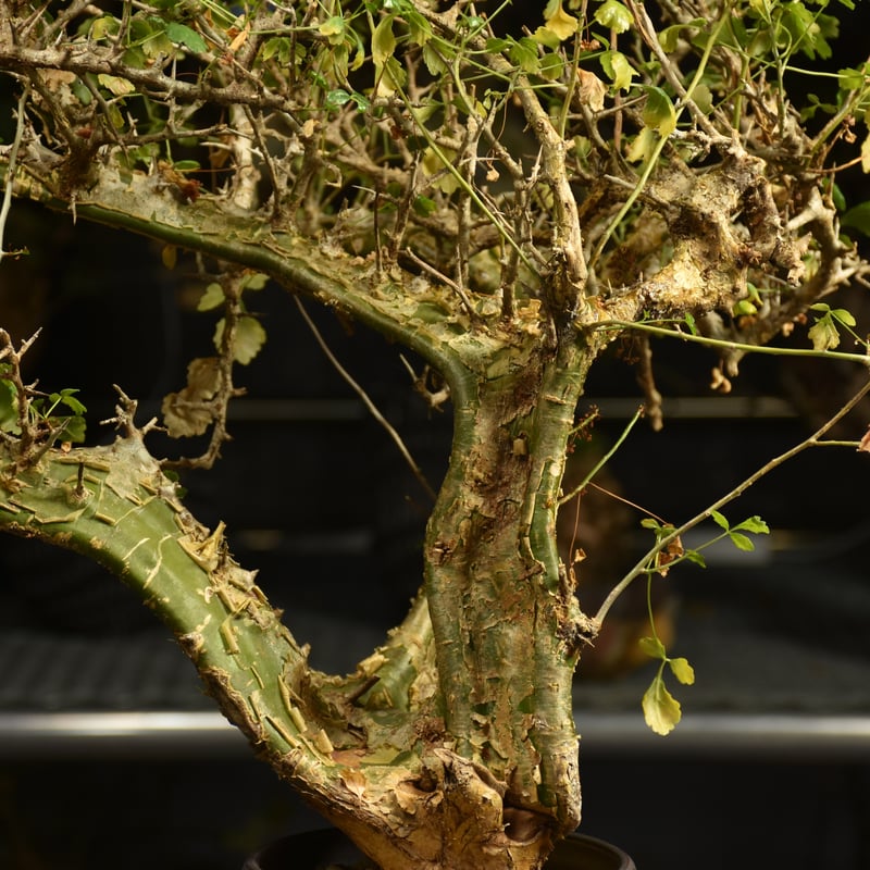 Commiphora campestris コミフォラ カンペストリス 発根済現地株 A11