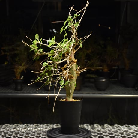 Commiphora habessinica コミフォラ ハベシニカ 発根済現地株 H8