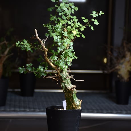 Commiphora campestris var. campestris コミフォラ カンペストリス 発根済現地株 B2
