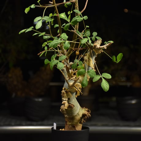 Commiphora holtziana コミフォラ ホルトジアナ 発根済現地株 H29
