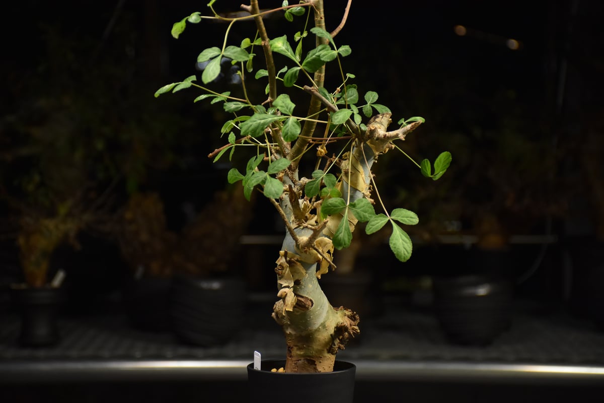 Commiphora holtziana コミフォラ ホルトジアナ 発根済現地株 H29 |