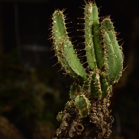 Euphorbia mlanjeana　ユーフォルビア ムランジーナ 発根済現地株 I81
