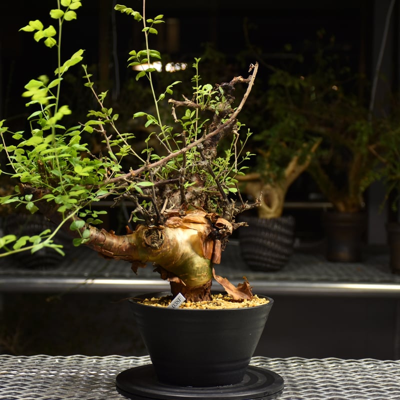 Commiphora Boranensis コミフォラ ボラネンシス 発根済現地株