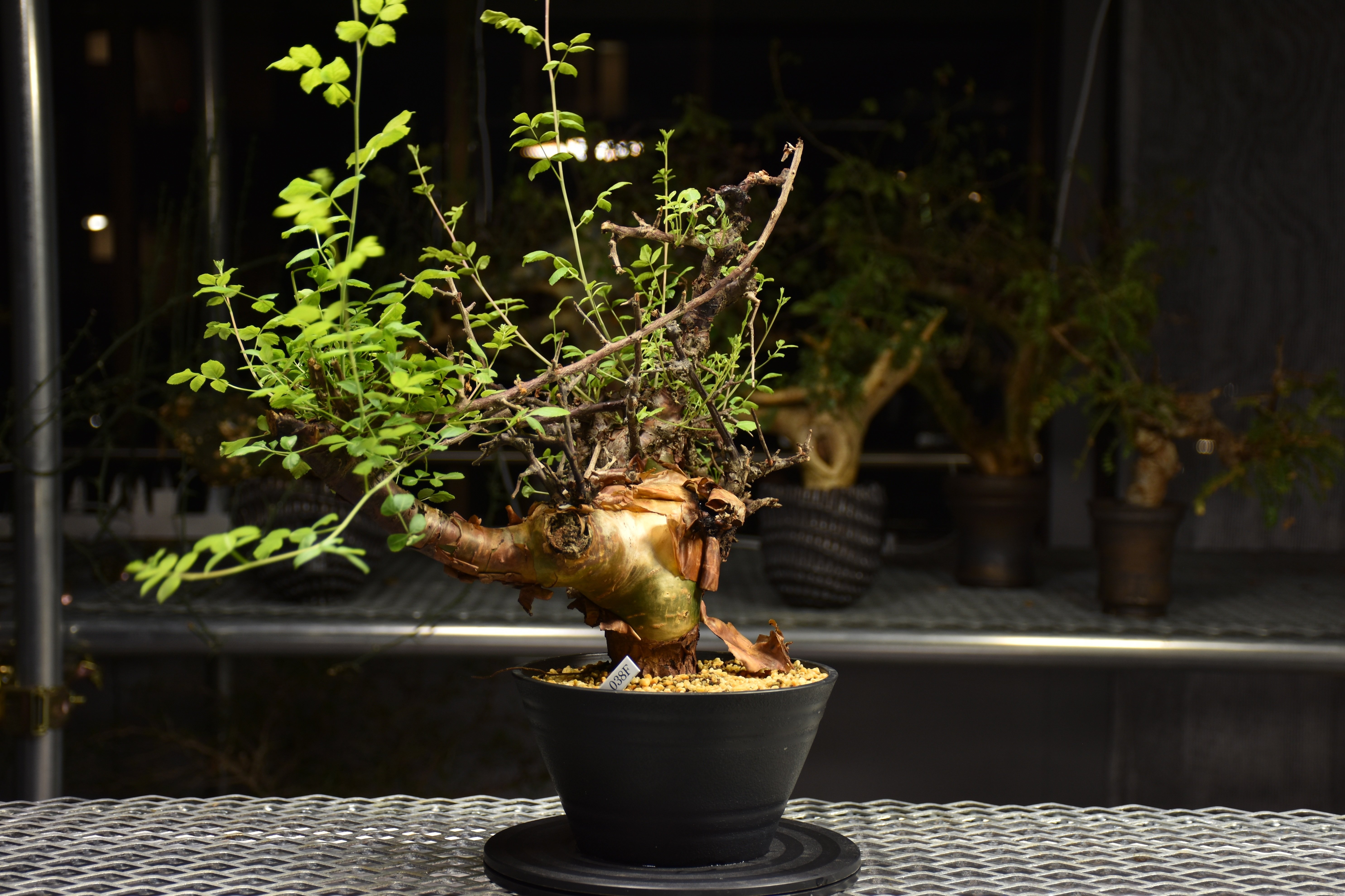 Commiphora Boranensis コミフォラ ボラネンシス 発根済現地株 F19 |