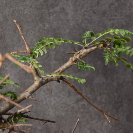Boswellia neglecta　ボスウェリア ネグレクタ　発根済現地株　#7