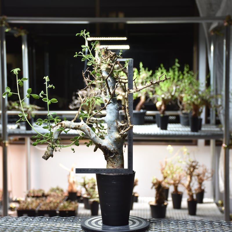 発根済み　現地球　コミフォラ・ホルトジアナ Commiphora holtziana コミフォラ ホルトジアナ 発根済現地株 #2