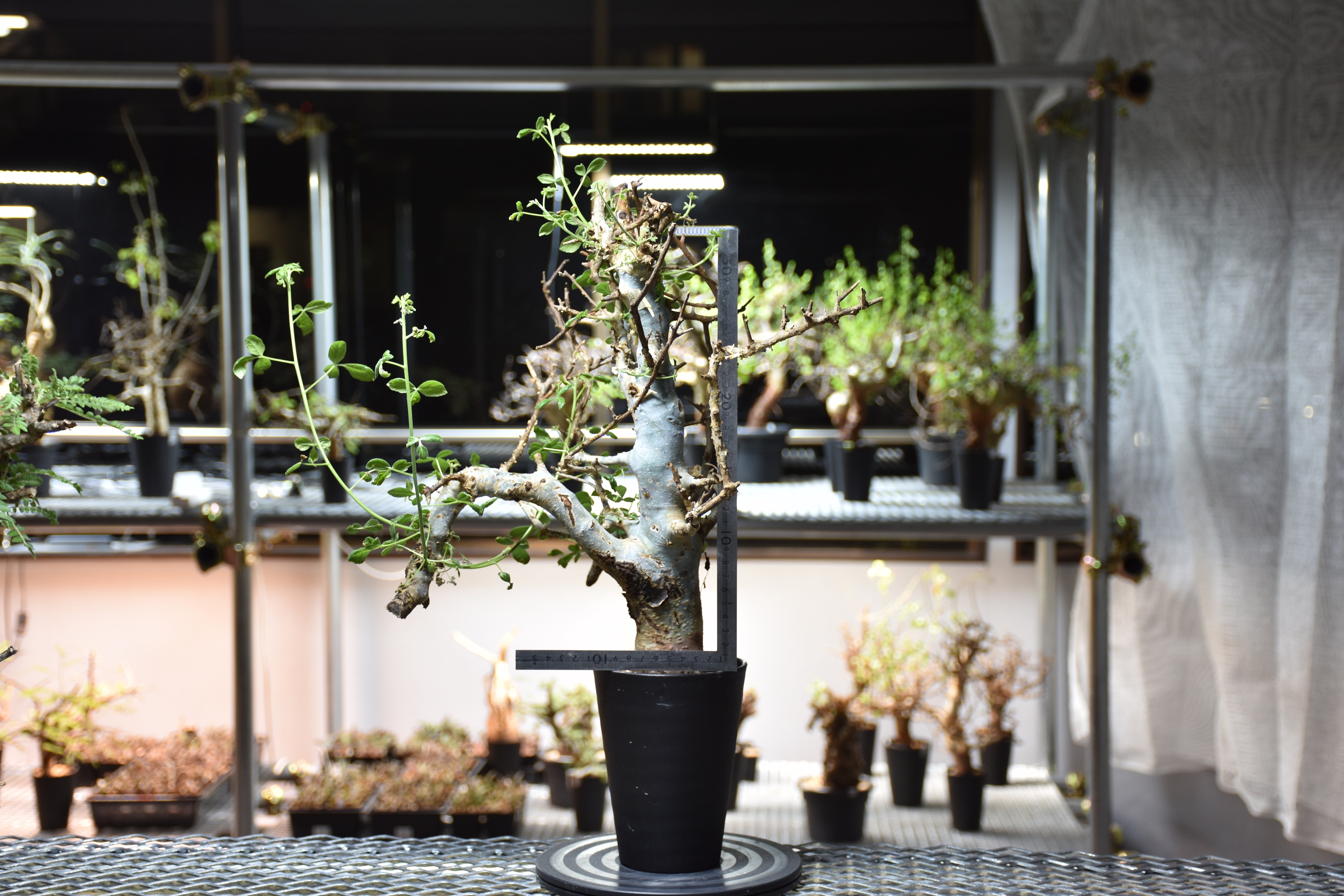 Commiphora holtziana コミフォラ ホルトジアナ 発根済現地株 #8 | B