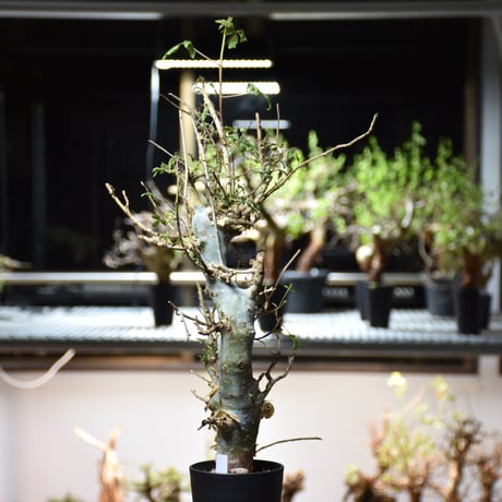 Commiphora holtziana コミフォラ ホルトジアナ 発根済現地株 #5