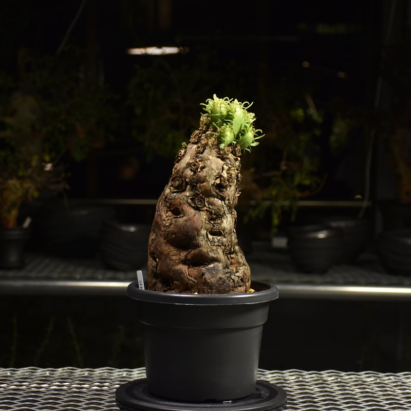 Euphorbia mlanjeana ユーフォルビア ムランジーナ 発根済現地株