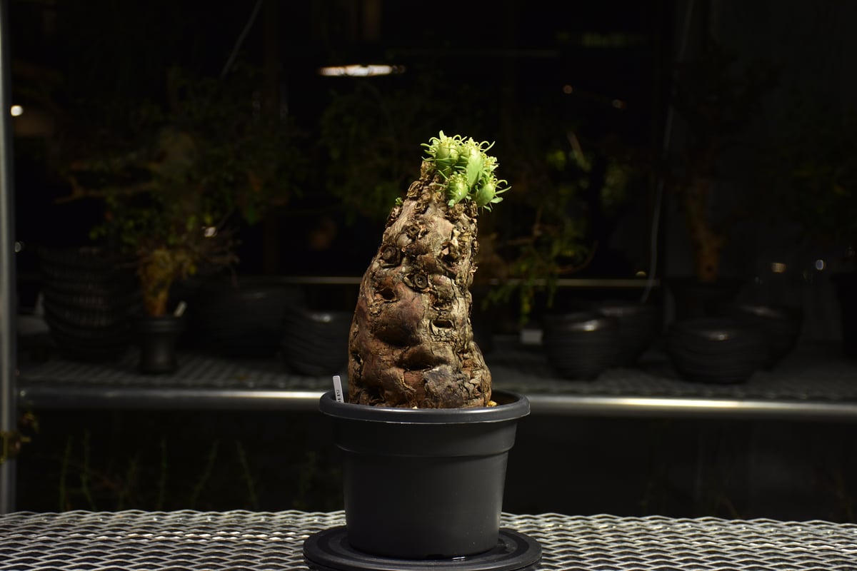 ユーフォルビア ムランジーナ 現地株 ユーフォルビア：ムランジーナ 4号鉢植え の通販 | 園芸ネット