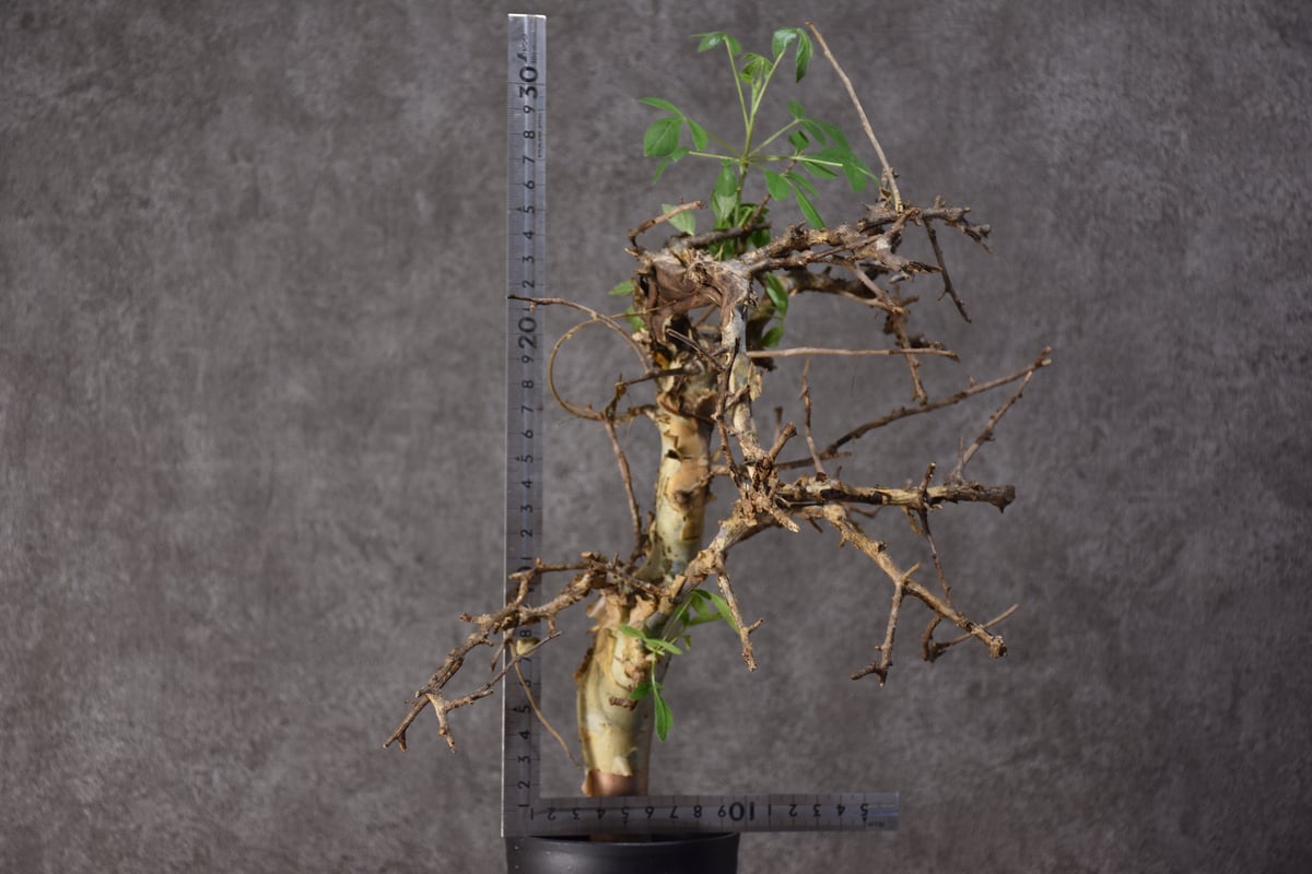 Commiphora holtziana　コミフォラ ホルトジアナ　発根済現地株　#3