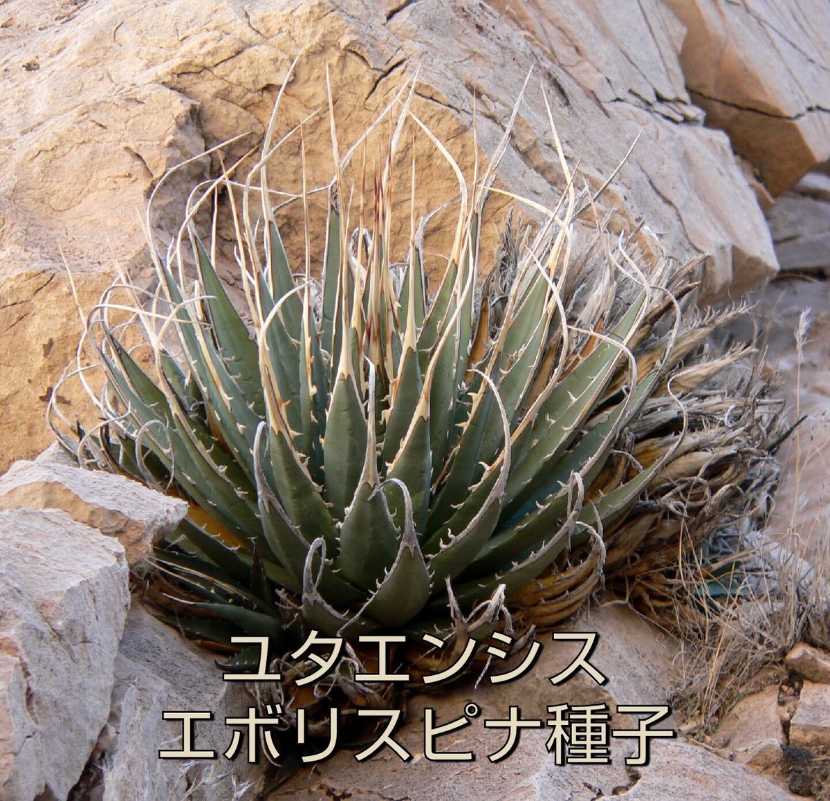 良血統】アガベ陽炎エボリスピナ 純血種子50粒【曲刺 強刺】 【公式通販】