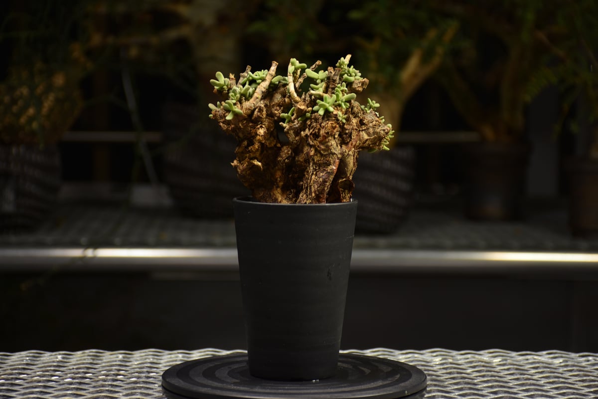 【国内採種】Ceraria Pygmaea seeds 新鮮種子50粒 国内採種】Ceraria Pygmaea seeds 新鮮種子50粒