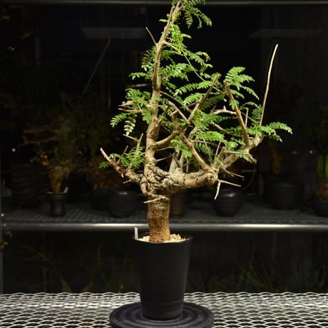 Boswellia neglecta　ボスウェリア ネグレクタ　発根済現地株　H14