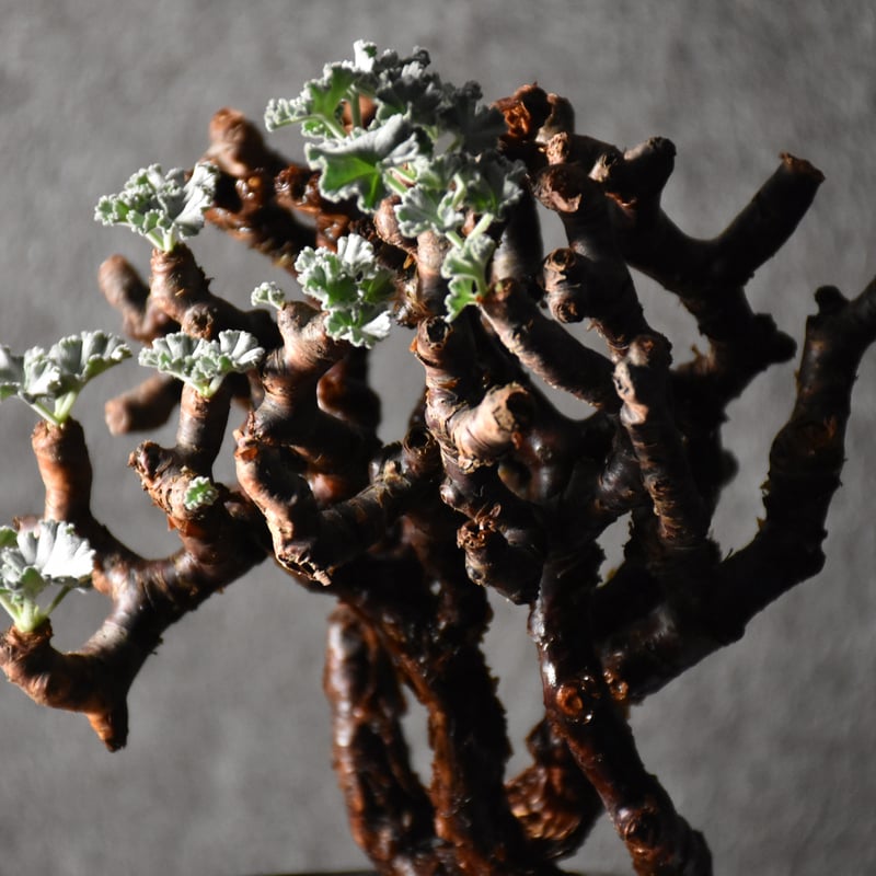 Pelargonium mirabile ペラルゴニウム ミラビレ 発根済現地株 #1 | B