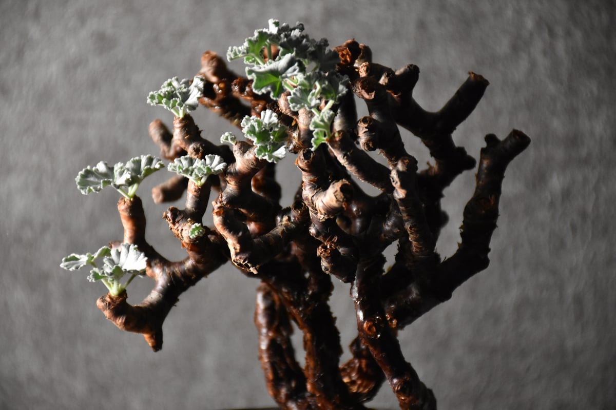 【値下げ】ペラルゴニウム　ミラビレ　特大株　発根済み ペラルゴニウム ミラビレ 大株【発根済み】B RF231901(T) | RAFLUM / ラ