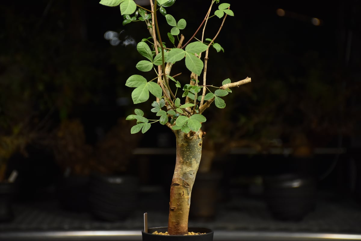 美株　コミフォラ　ホルトジアナ Commiphora holtziana コミフォラ ホルトジアナ 発根済現地株 H22 |