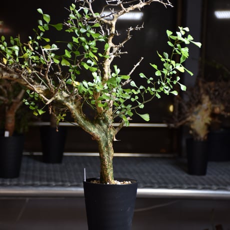 bon25:コミフォラ サクシコラ　おまけ付き bon25様専用:コミフォラ サクシコラ おまけ付き Yahoo