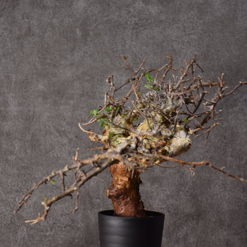 Commiphora cyclophira コミフォラ シクロフィラ 発根済現地株