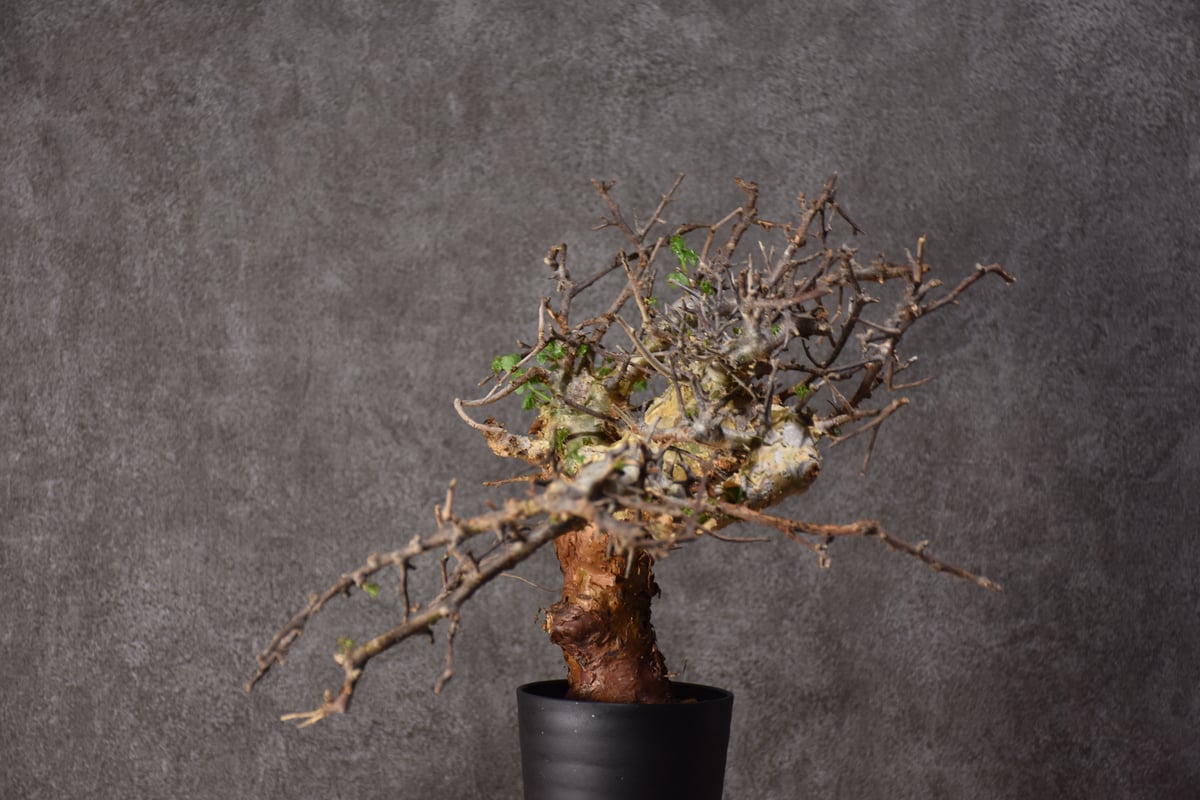 Commiphora cyclophira コミフォラ シクロフィラ 発根済現地株 #2 |