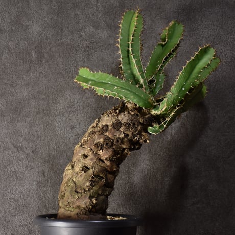Euphorbia mlanjeana　ユーフォルビア ムランジーナ 発根済現地株 #4