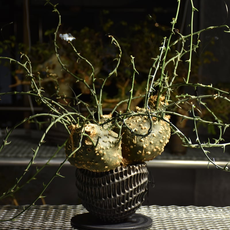 Adenia grobosa アデニア グロボーサ 発根済現地株 D31 | BONDEX