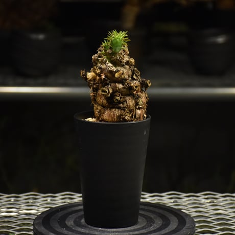 Euphorbia mlanjeana　ユーフォルビア ムランジーナ 発根済現地株 I34