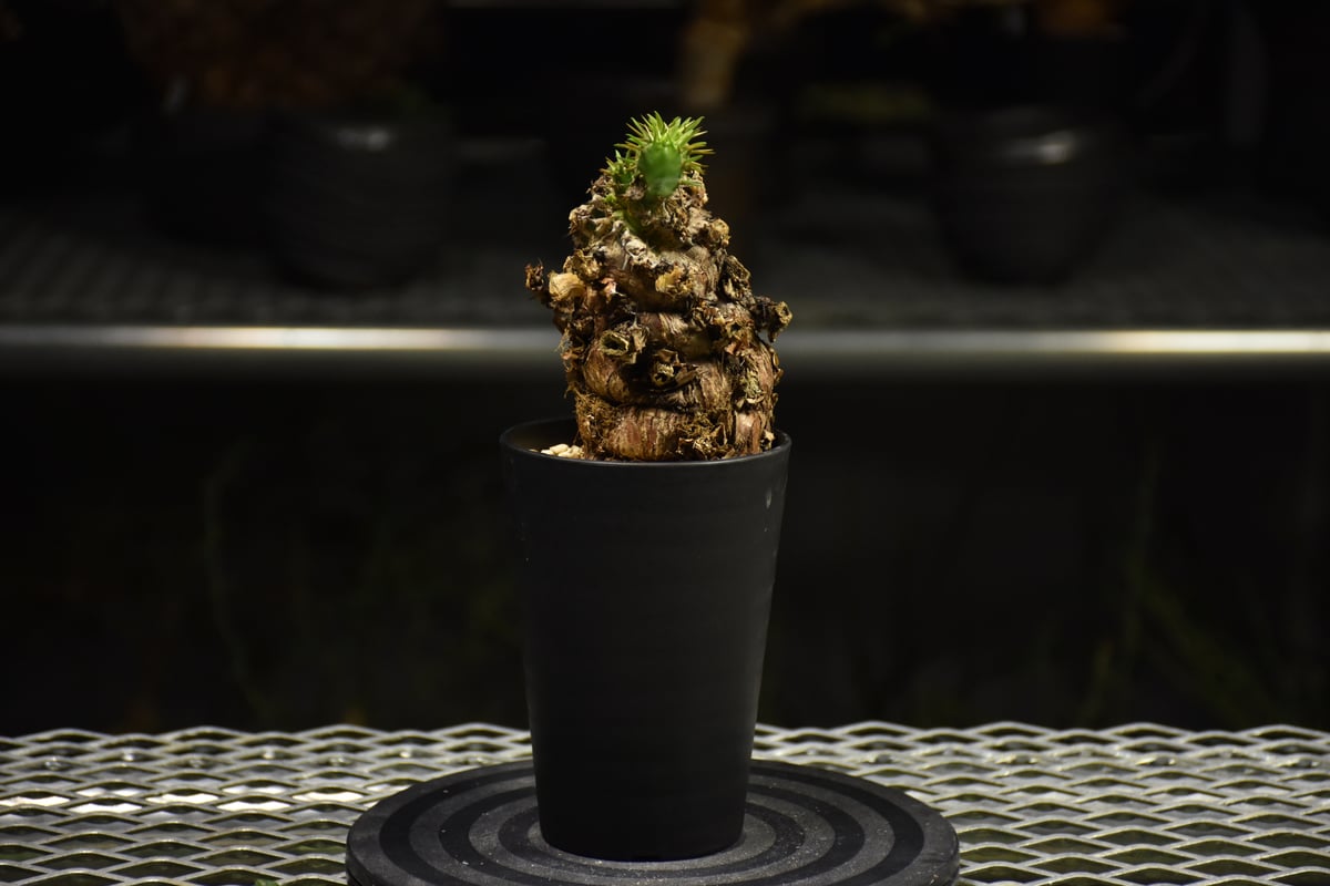 Euphorbia mlanjeana ユーフォルビア ムランジーナ 発根済現地株 I34 |