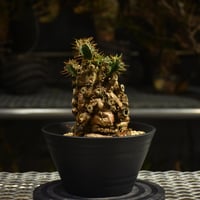 Euphorbia mlanjeana ユーフォルビア ムランジーナ 発根済現地株 I50 |