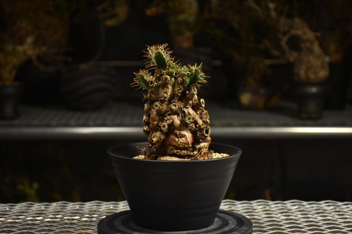 Euphorbia mlanjeana ユーフォルビア ムランジーナ 発根済現地株 I50 |
