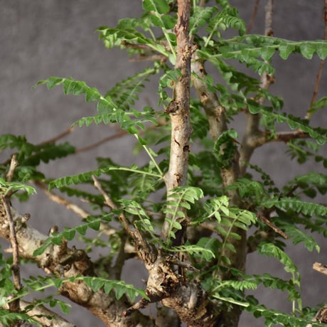 Boswellia neglecta　ボスウェリア ネグレクタ　発根済現地株　#5