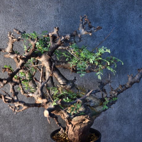 Commiphora pinnate leaves　コミフォラ ピンネイトリーブス　発根済現地株　#1