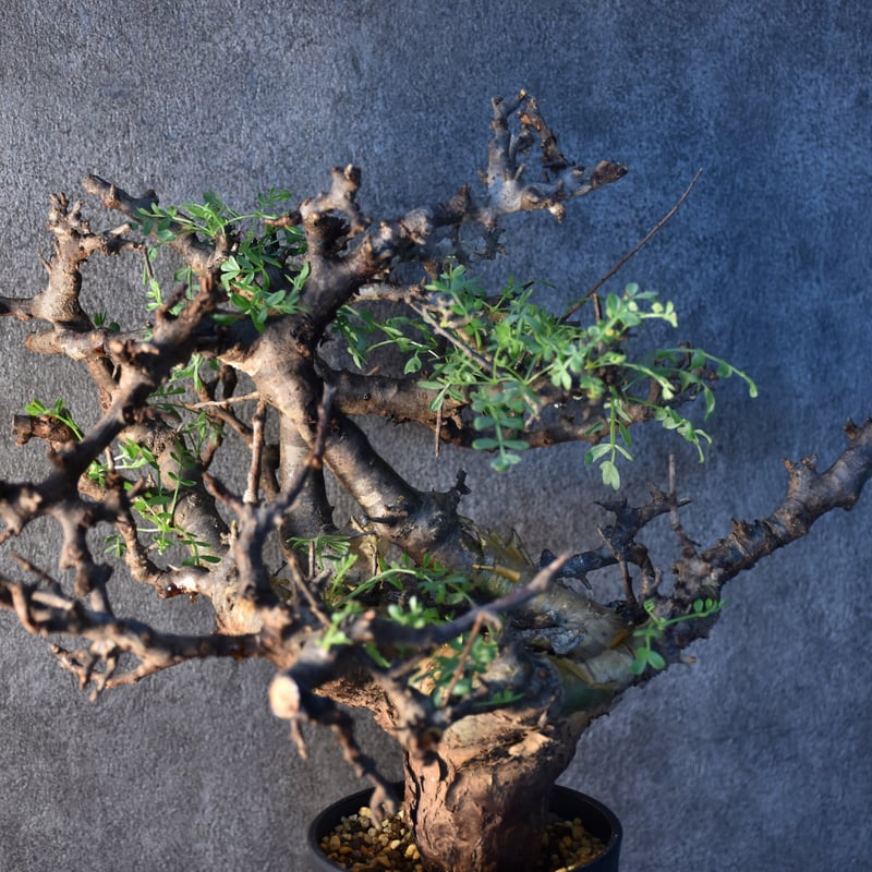 Commiphora pinnate leaves コミフォラ ピンネイトリーブス 発根済現地