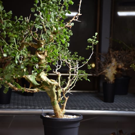 Commiphora campestris var. campestris コミフォラ カンペストリス 発根済現地株 B8