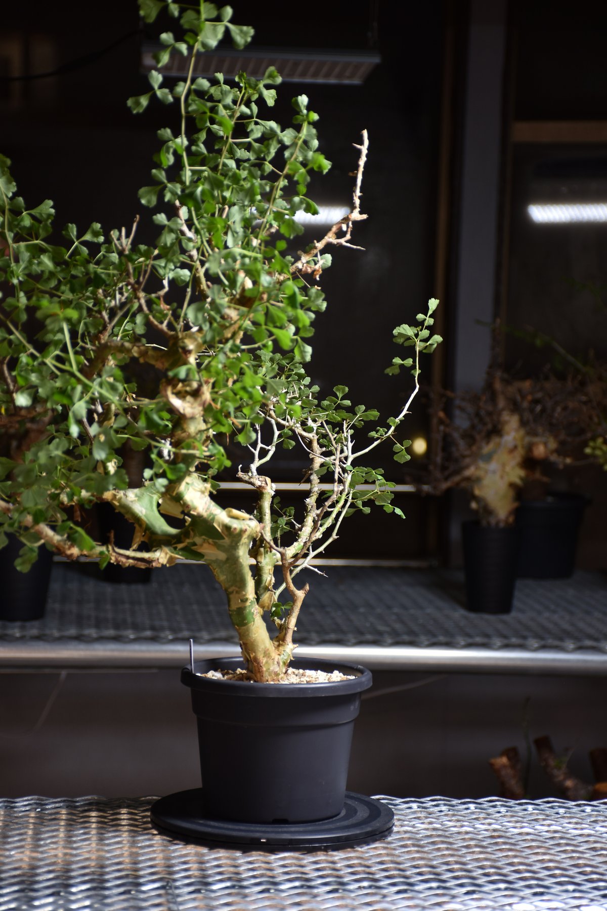 Commiphora campestris var. campestris コミフォラ カンペ