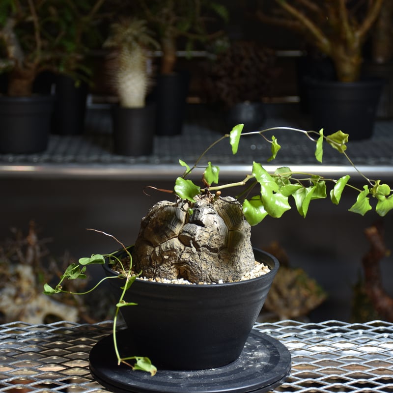 Dioscorea elephantipes ディオスコレア エレファンティペス アフリカ
