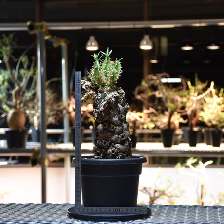 Euphorbia mlanjeana　ユーフォルビア ムランジーナ 発根済現地株 #12